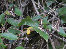 Graphium porthaon (Hewitson 1865)的圖片