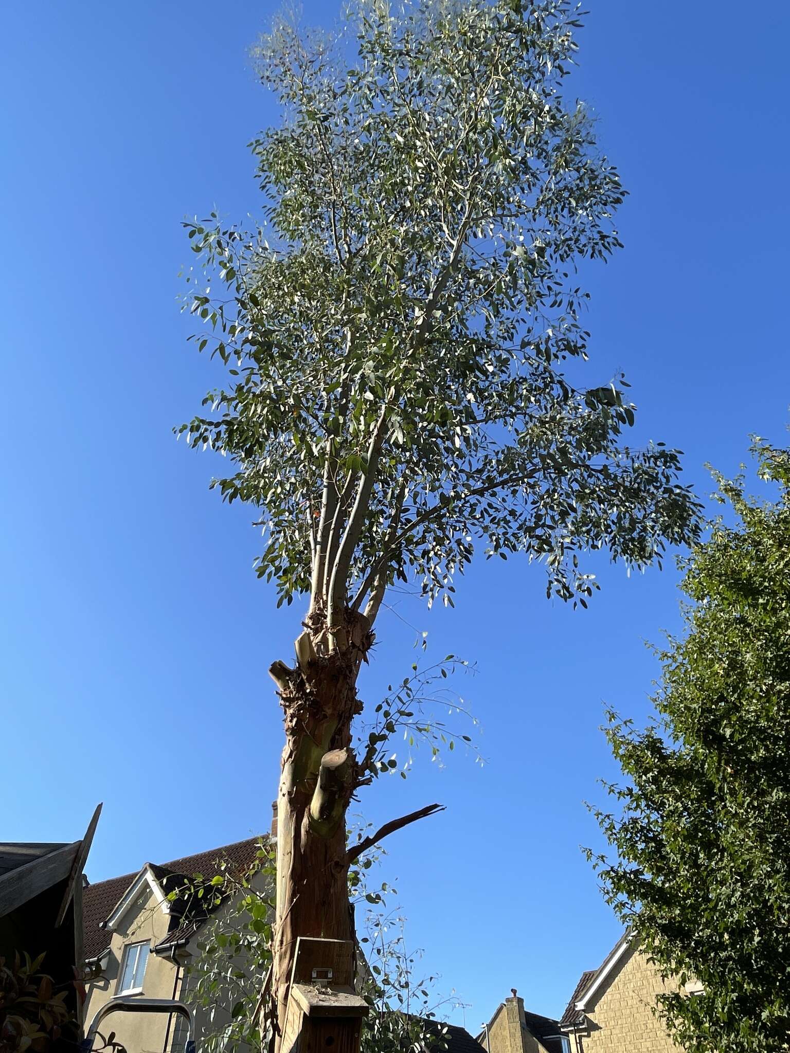 Image of cider gum