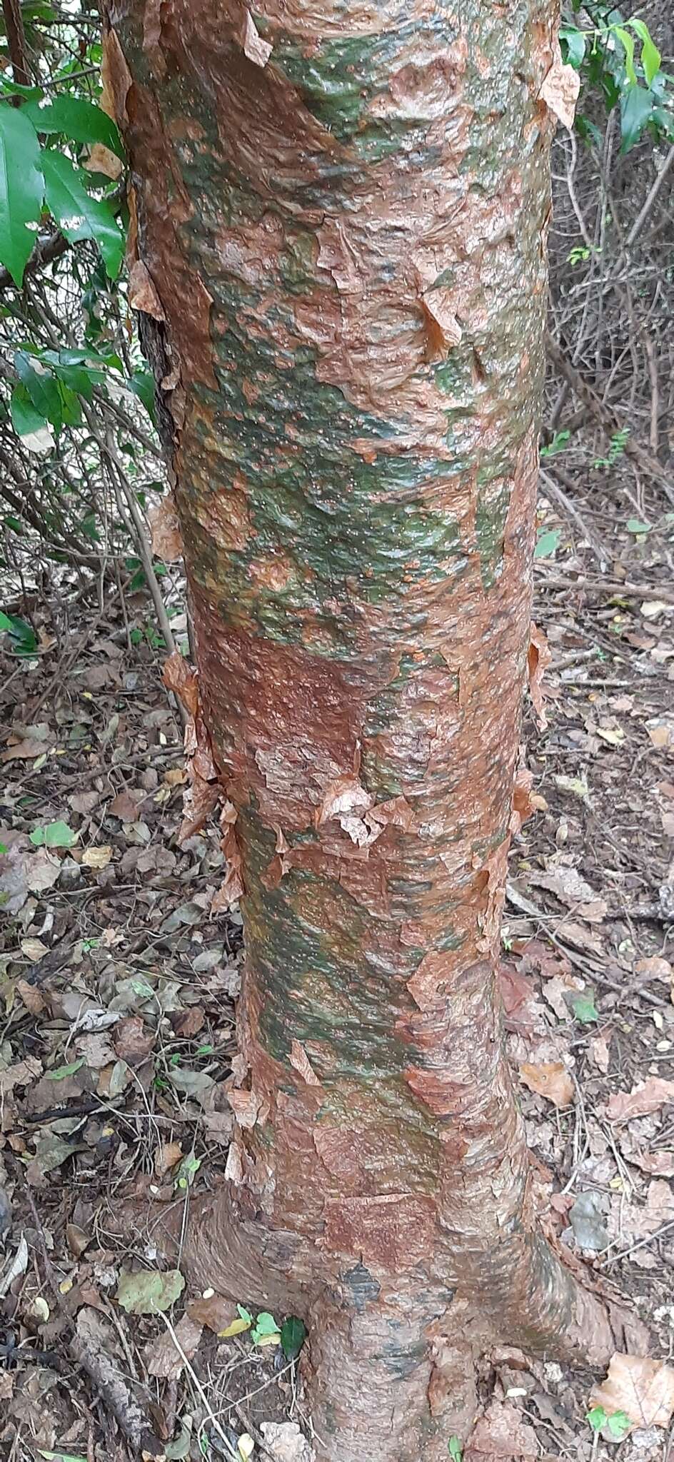 Image of Commiphora harveyi (Engl.) Engl.