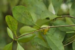 Image of Ternstroemia gymnanthera (Wight & Arn.) Sprague