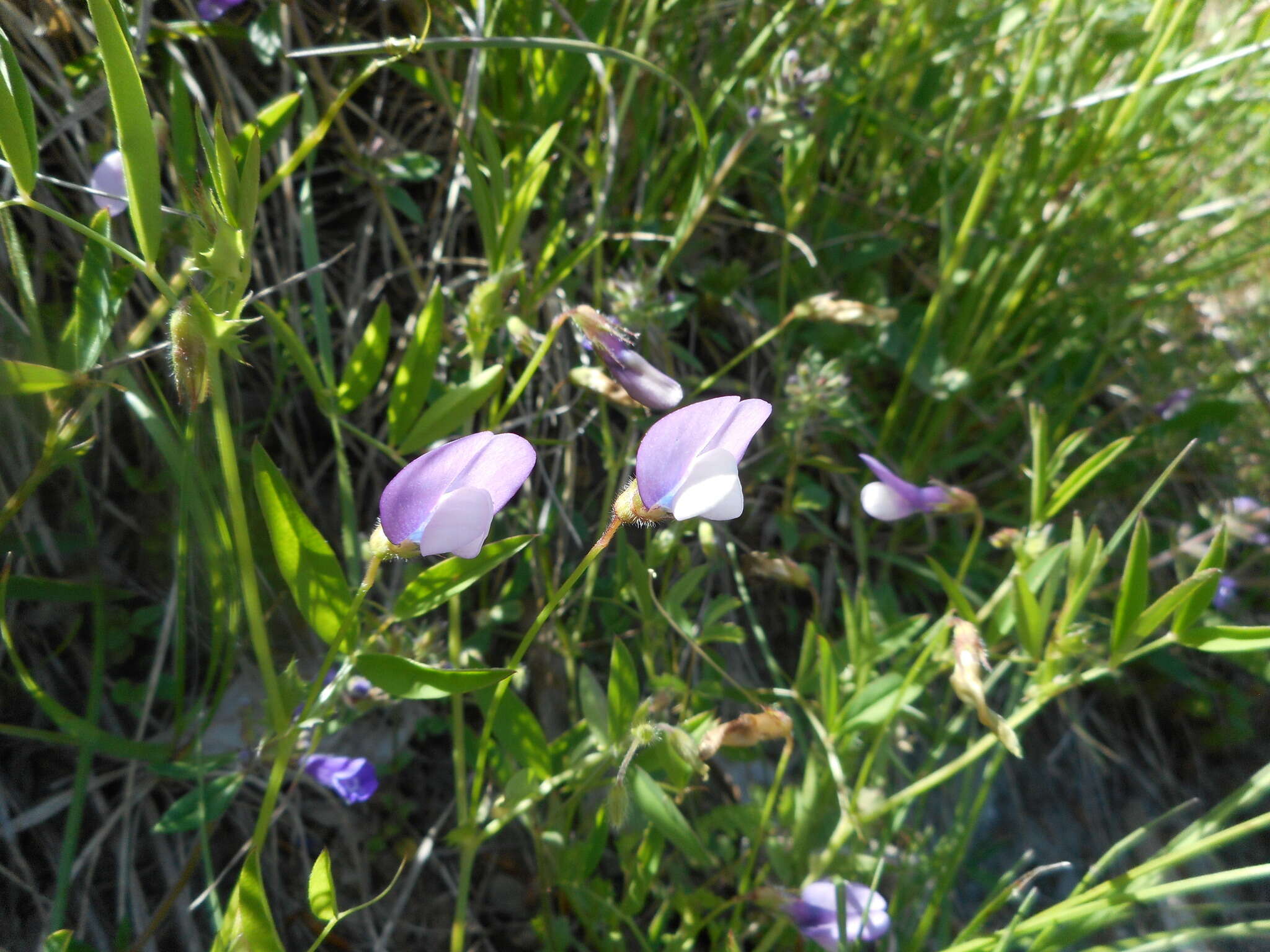 Слика од Vicia bithynica (L.) L.