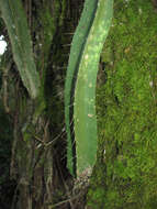 Image of Strophocactus