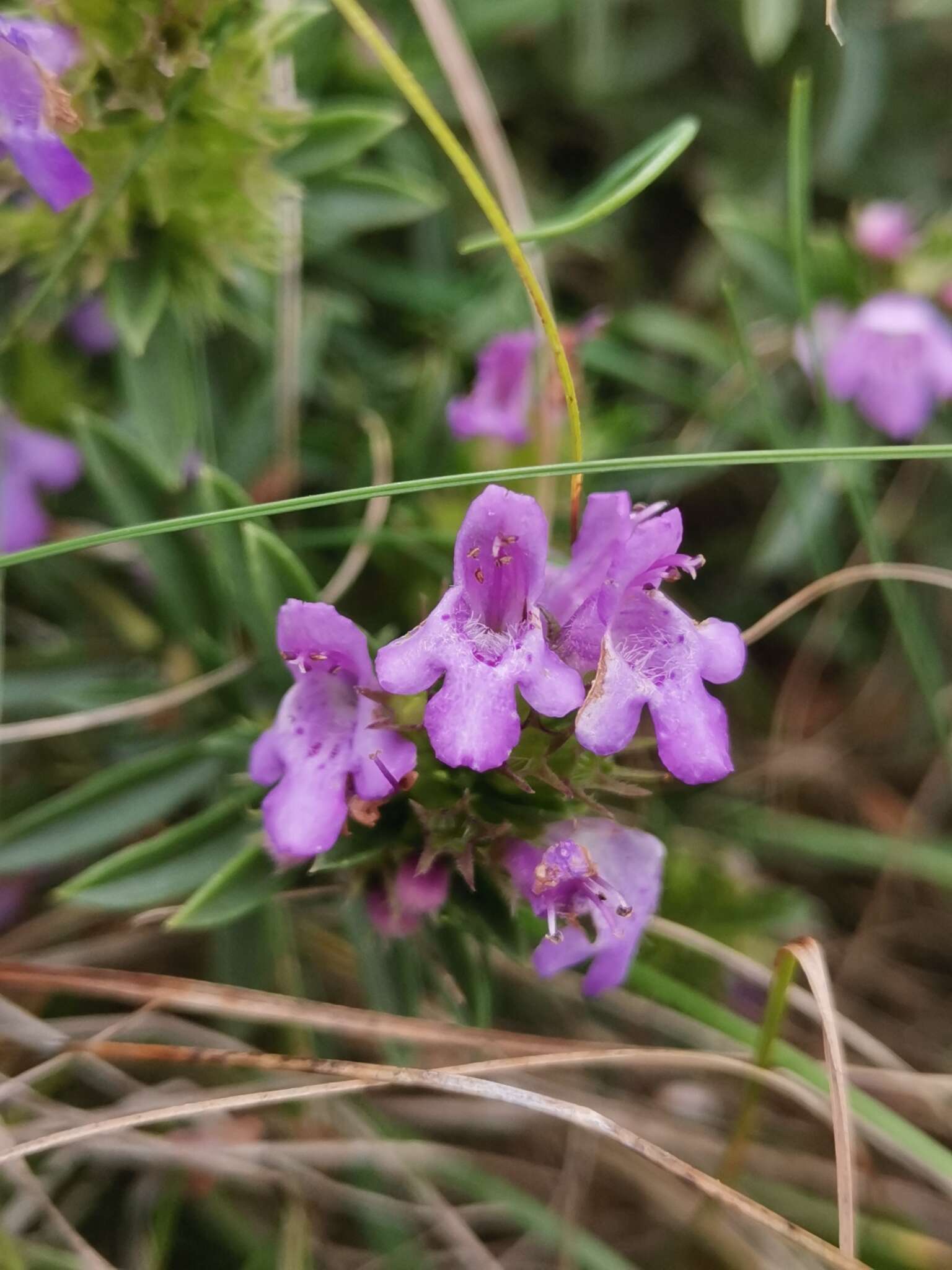 Image of Satureja subspicata subsp. liburnica