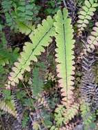 Image of Adiantum edgeworthii Hook.