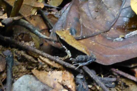 Image of Blue-legged mantella