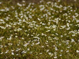 Image of Dwarf Burhead Pygmy Swordplant