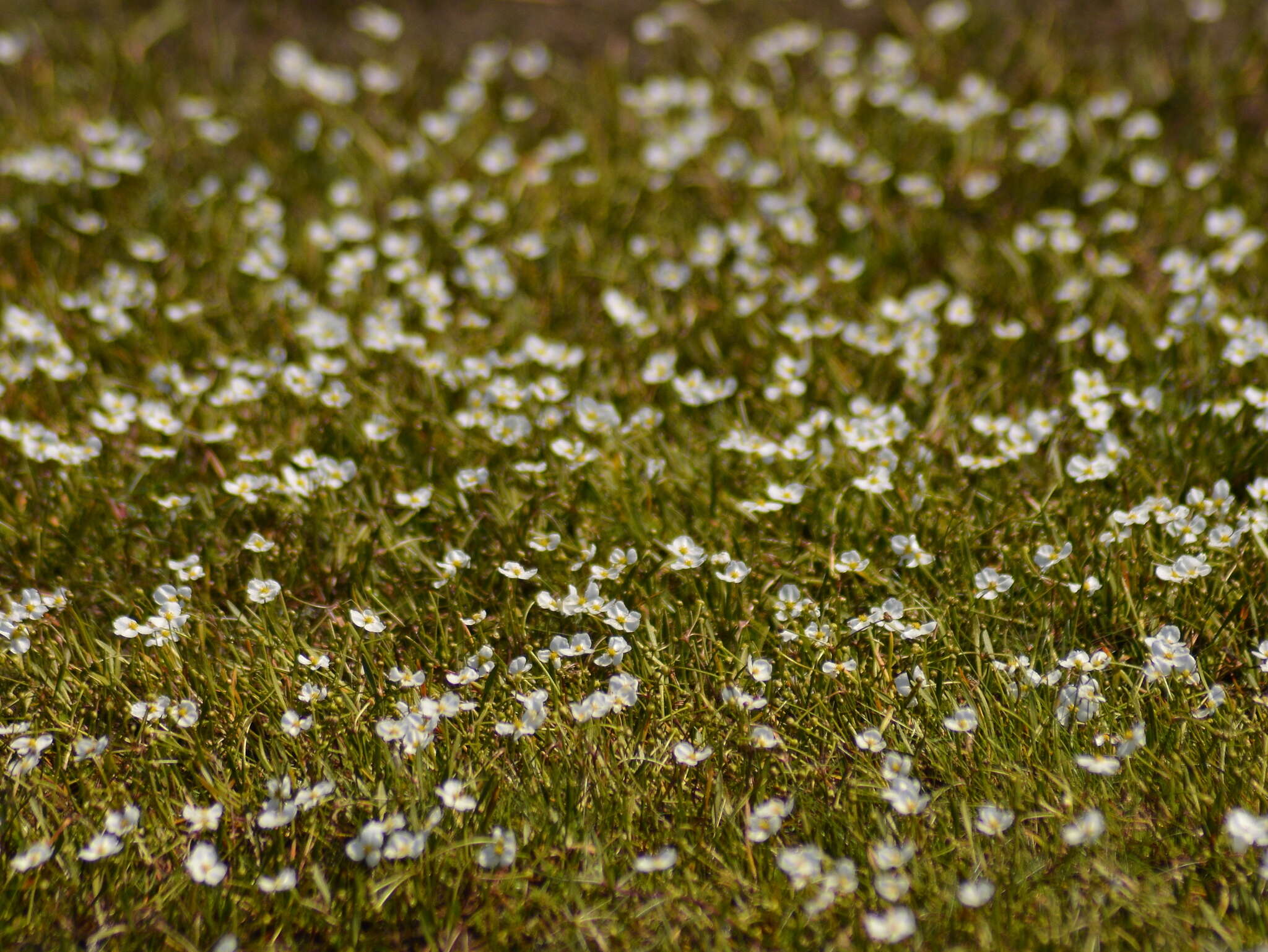 Imagem de Helanthium tenellum (Mart. ex Schult. fil.) J. G. Sm.