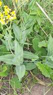 Image of Noxious ragwort