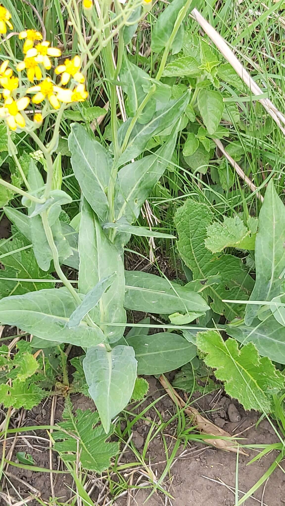 Image of Noxious ragwort