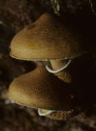 Image of Cystoderma granosum (Morgan) A. H. Sm. & Singer 1945