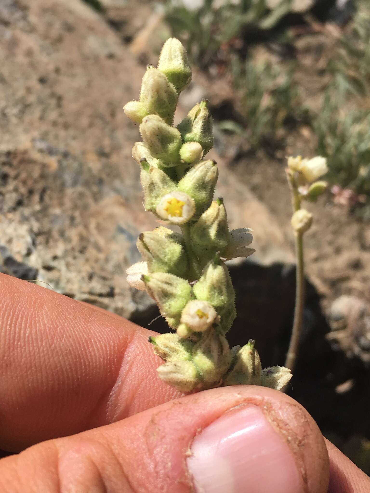 Image of alpine alumroot