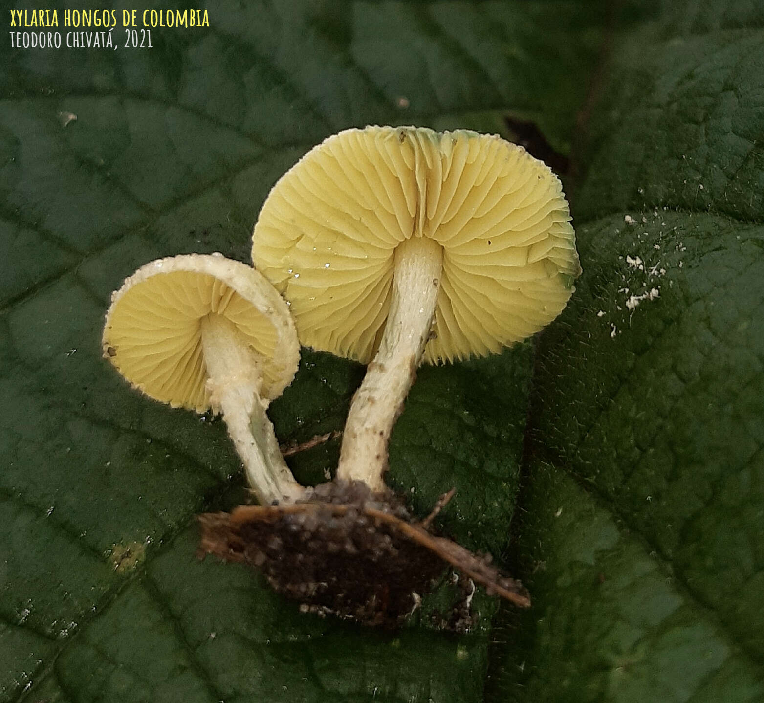 Image of Lepiota trichroma Montoya & Bandala 2006