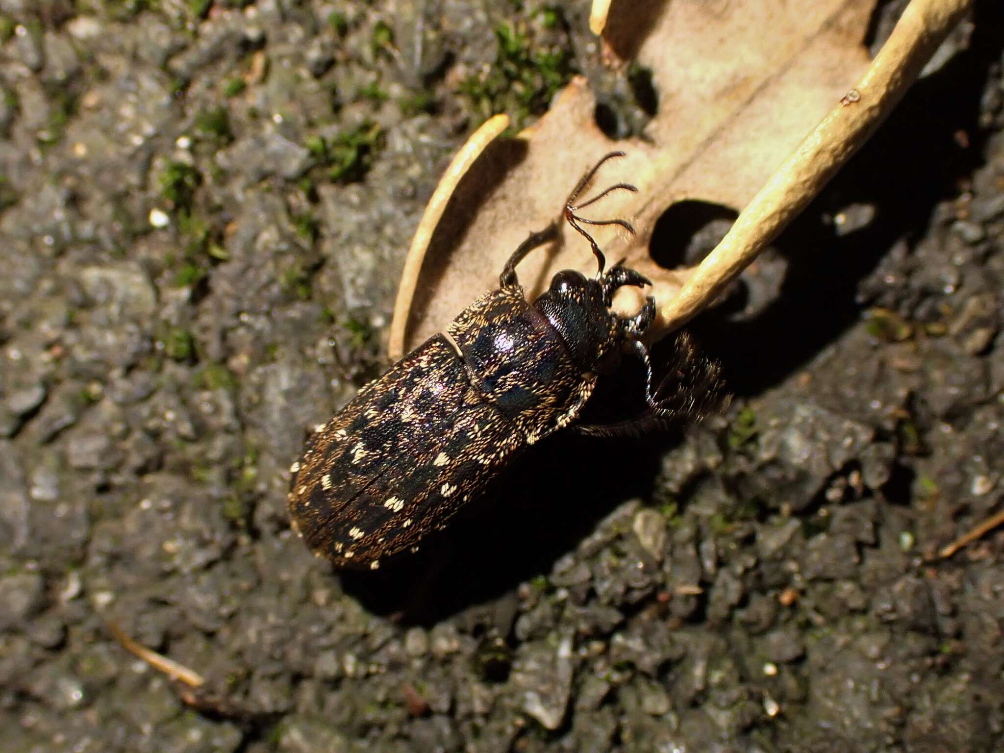 Image of Mitophyllus arcuatus Holloway 2007