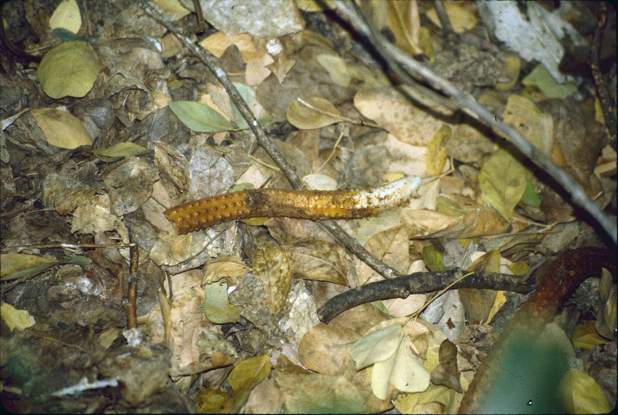 Image of Hydnora esculenta Jumelle & Perrier