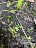 Image of terrestrial water-starwort