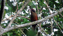 Image of Rufous-capped Motmot