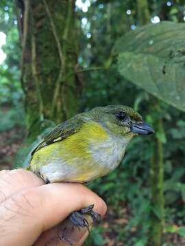 Euphonia minuta Cabanis 1849的圖片