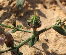 Image of Fagonia glutinosa Del.