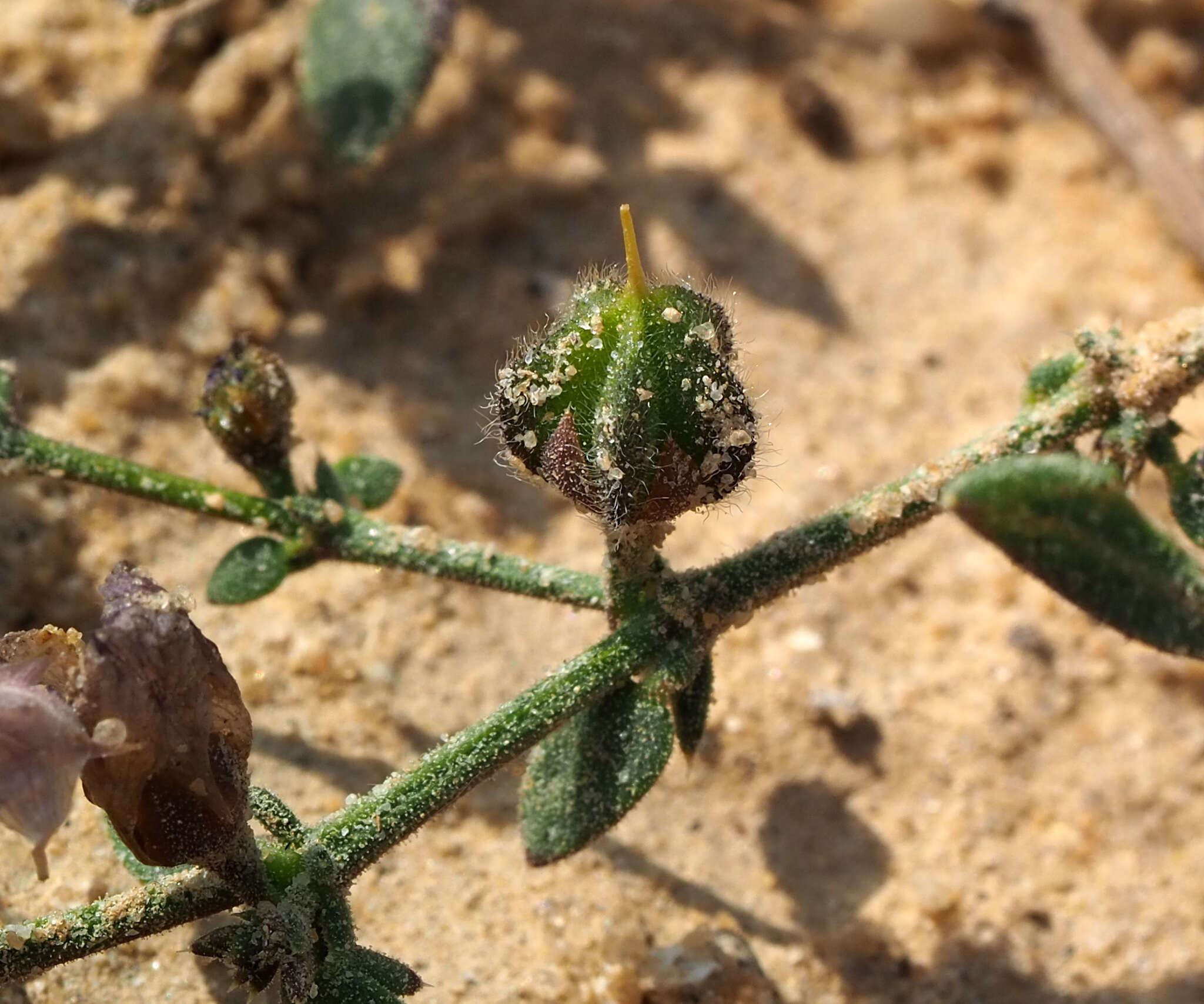 Image of Fagonia glutinosa Del.