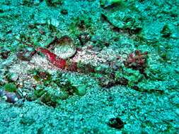 Image of Dusky Pipefish