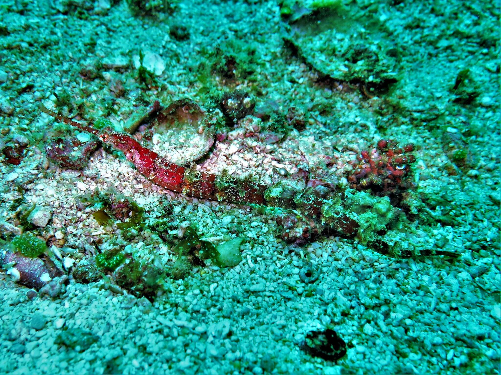 Image of Dusky Pipefish