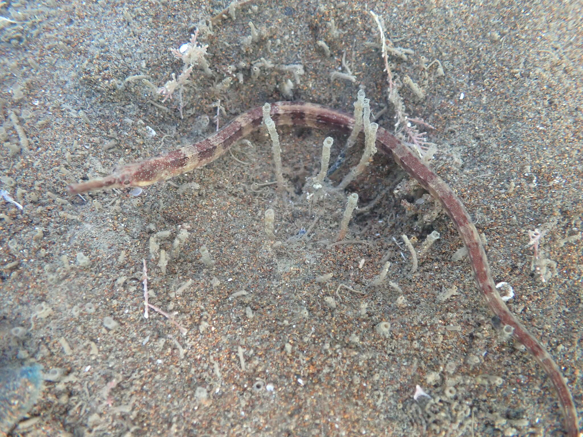 Image of Longsnout pipefish