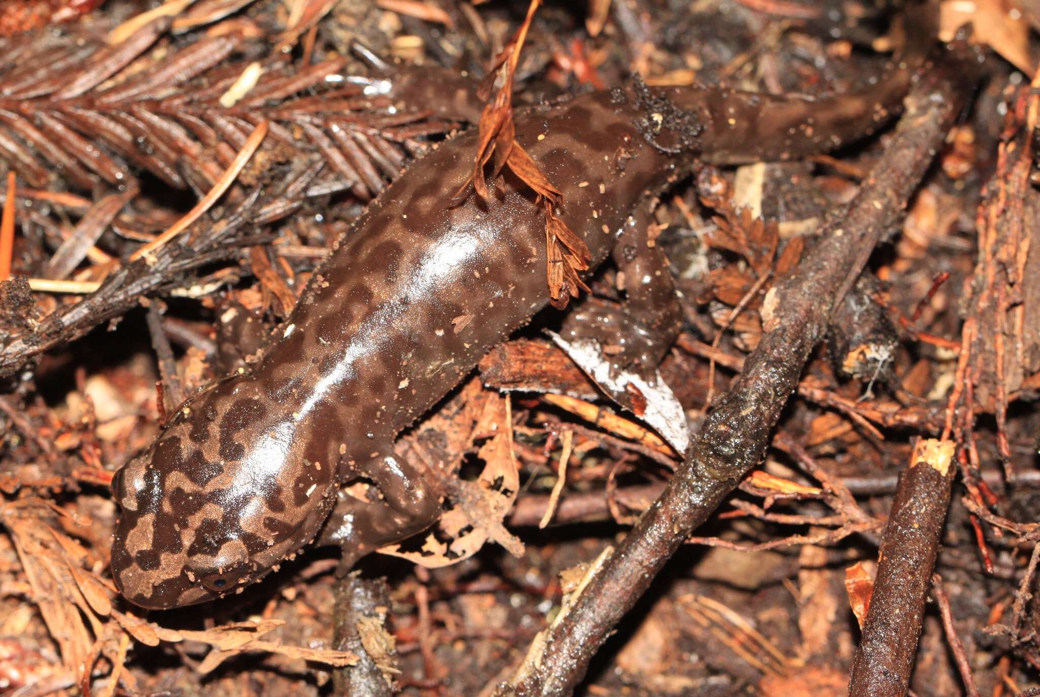 Image of California Giant Salamander