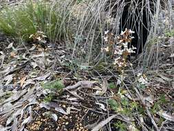 Image of Stylidium ciliatum Lindl.