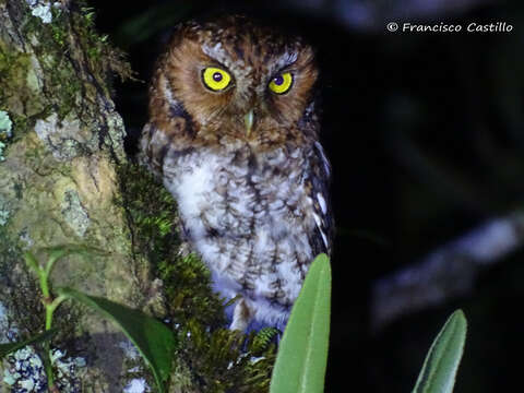 Image of Bearded Screech Owl