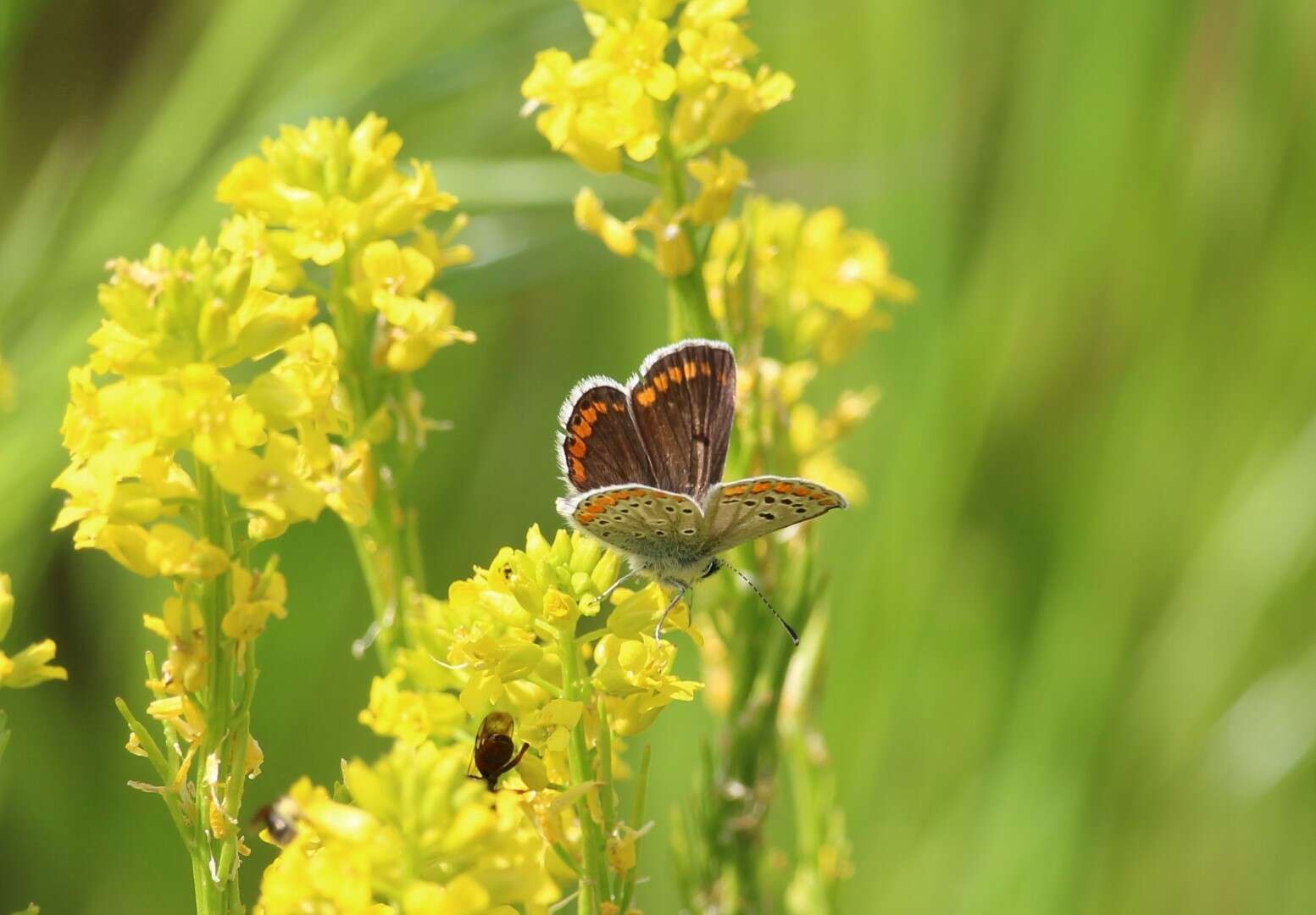 Image of brown argus