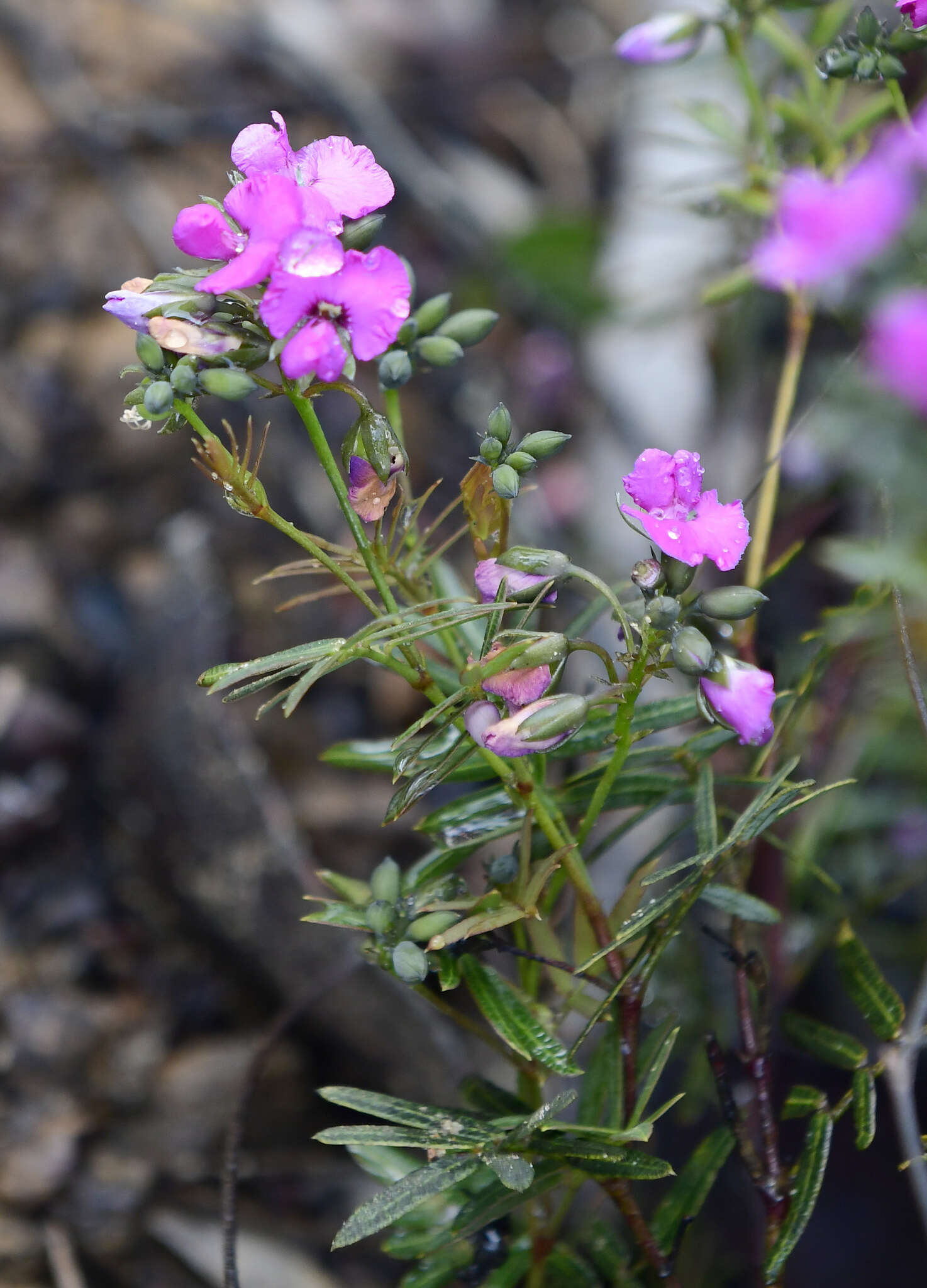 Image of Handsome Wedge Pea