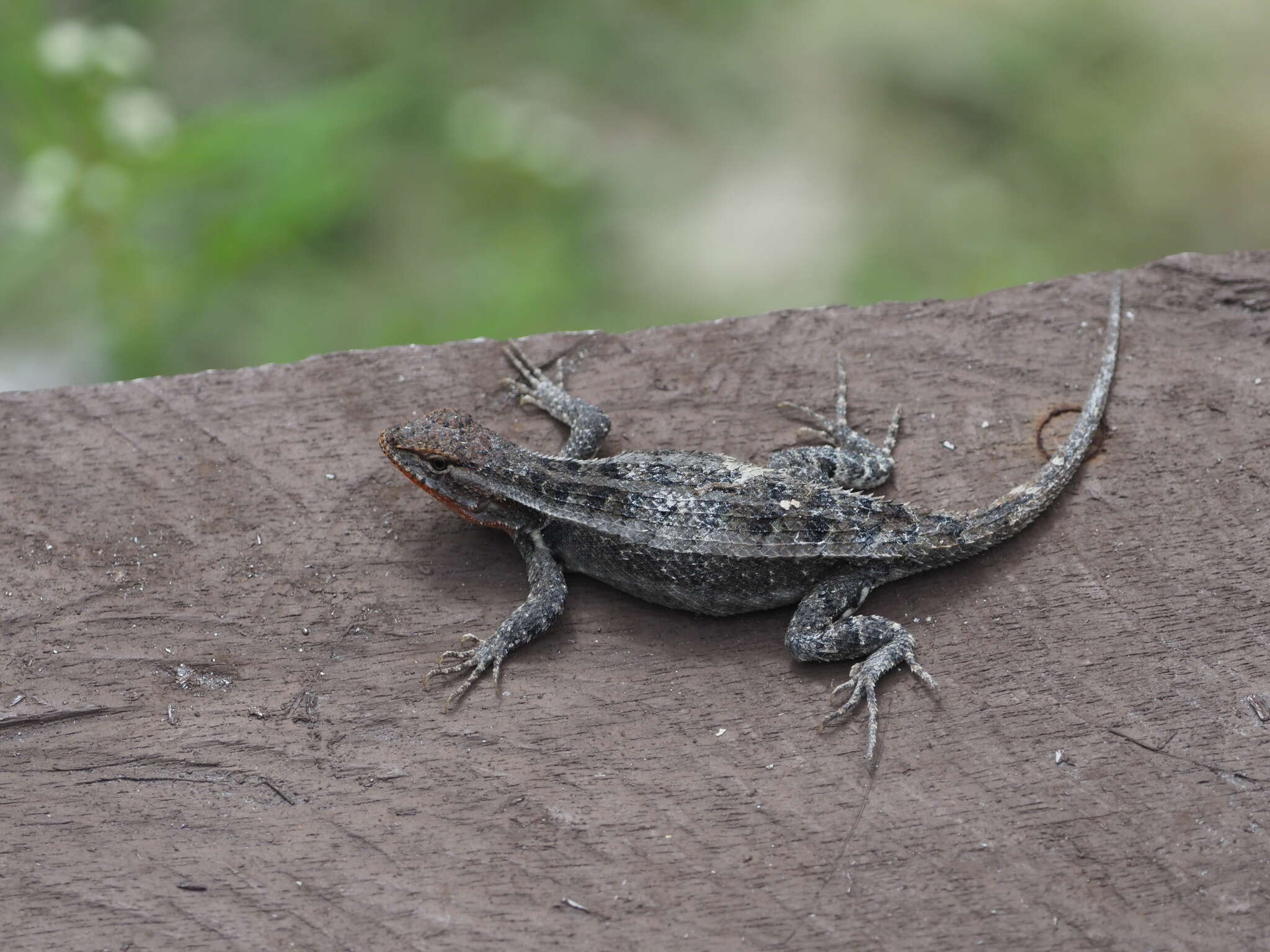 Image of Teapen Rosebelly Lizard