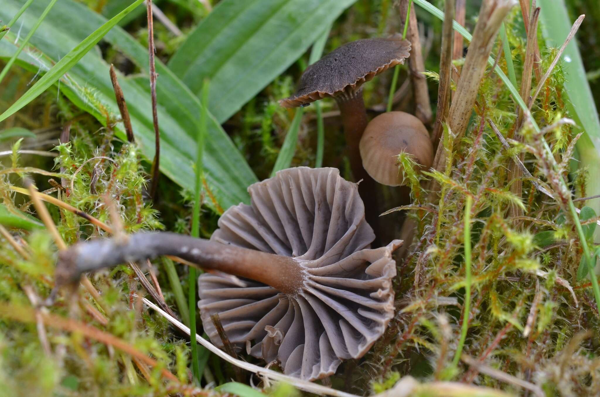 Hodophilus foetens (W. Phillips) Birkebak & Adamčík 2016 resmi