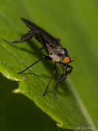 Image of Long-tailed Dance Fly