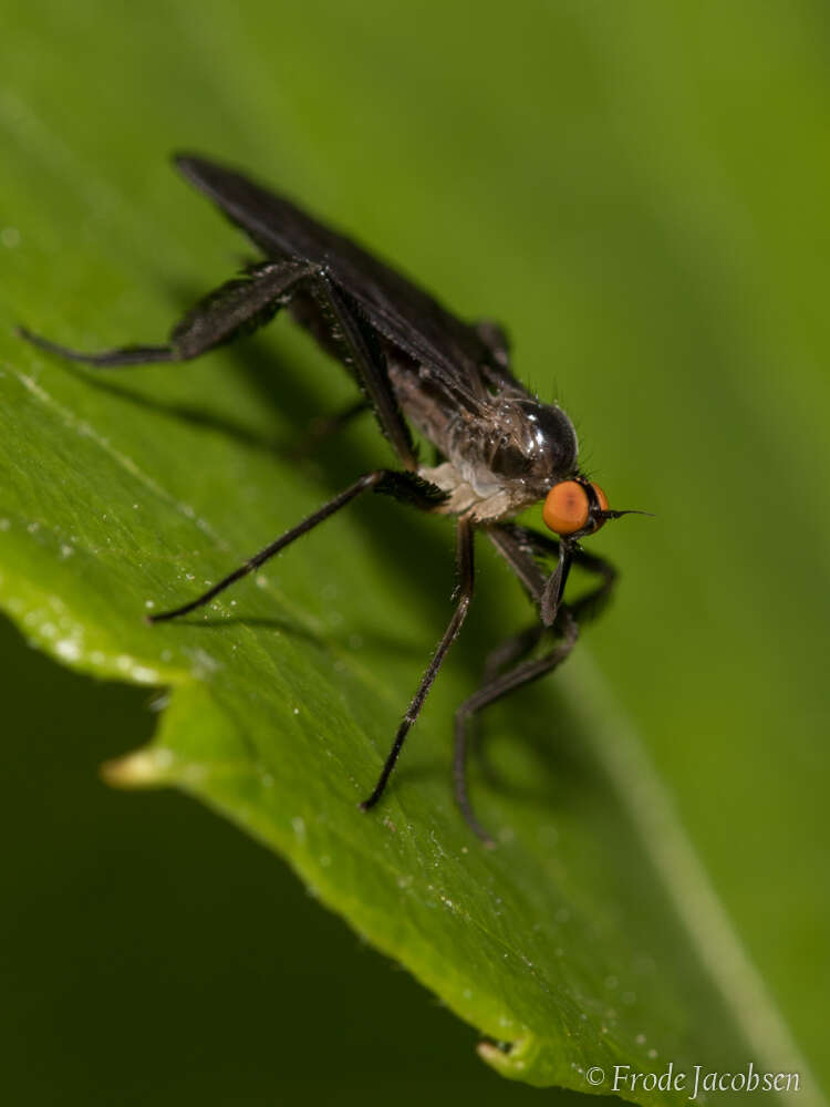 صورة Rhamphomyia longicauda Loew 1861