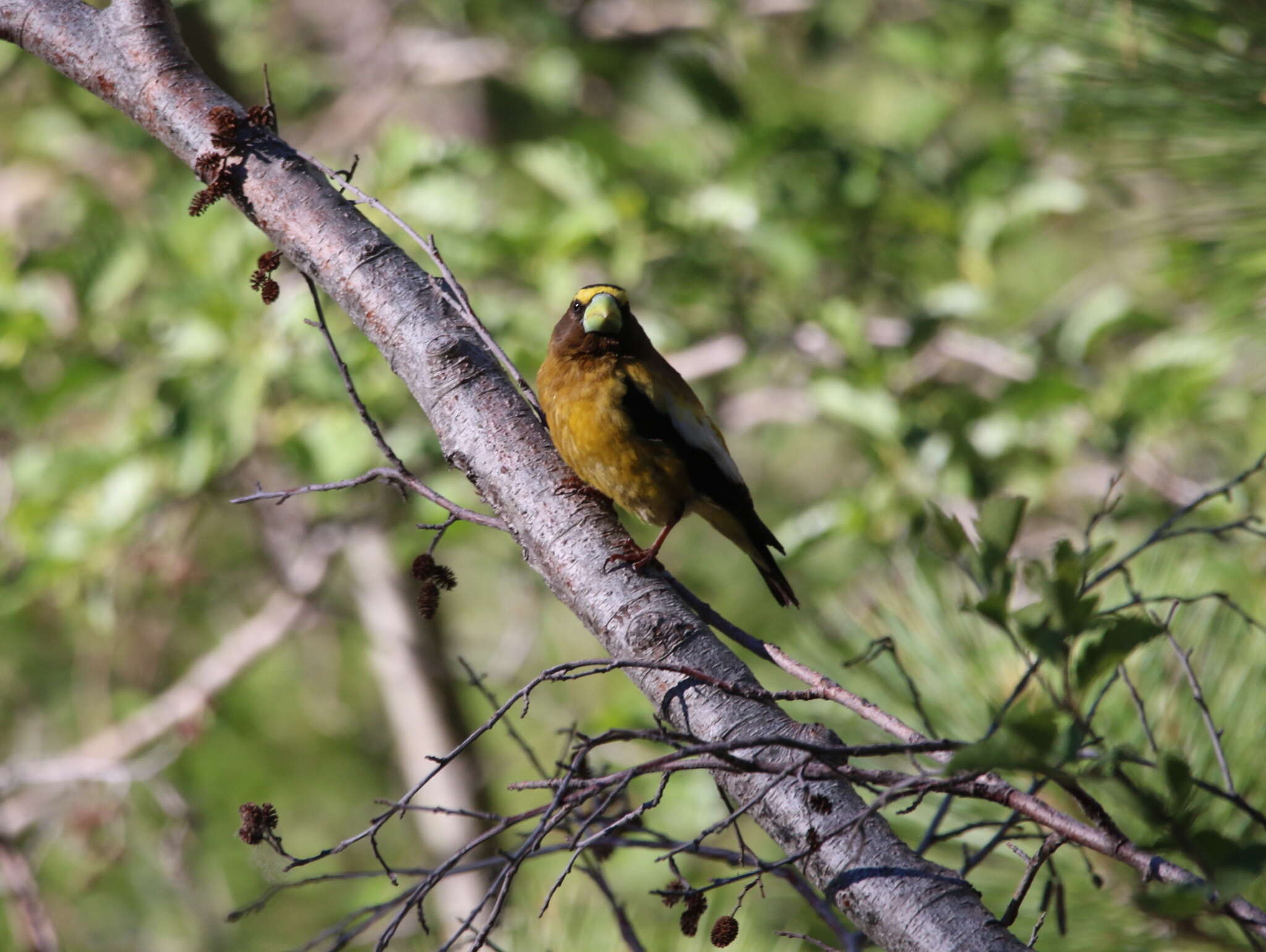 Coccothraustes vespertinus brooksi的圖片