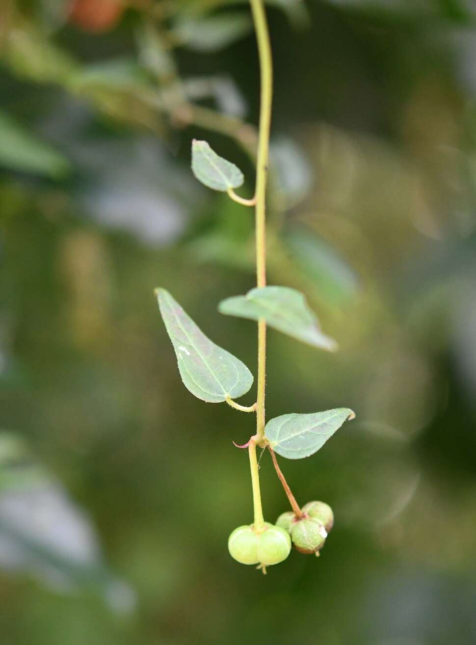 Imagem de Dalembertia triangularis Müll. Arg.