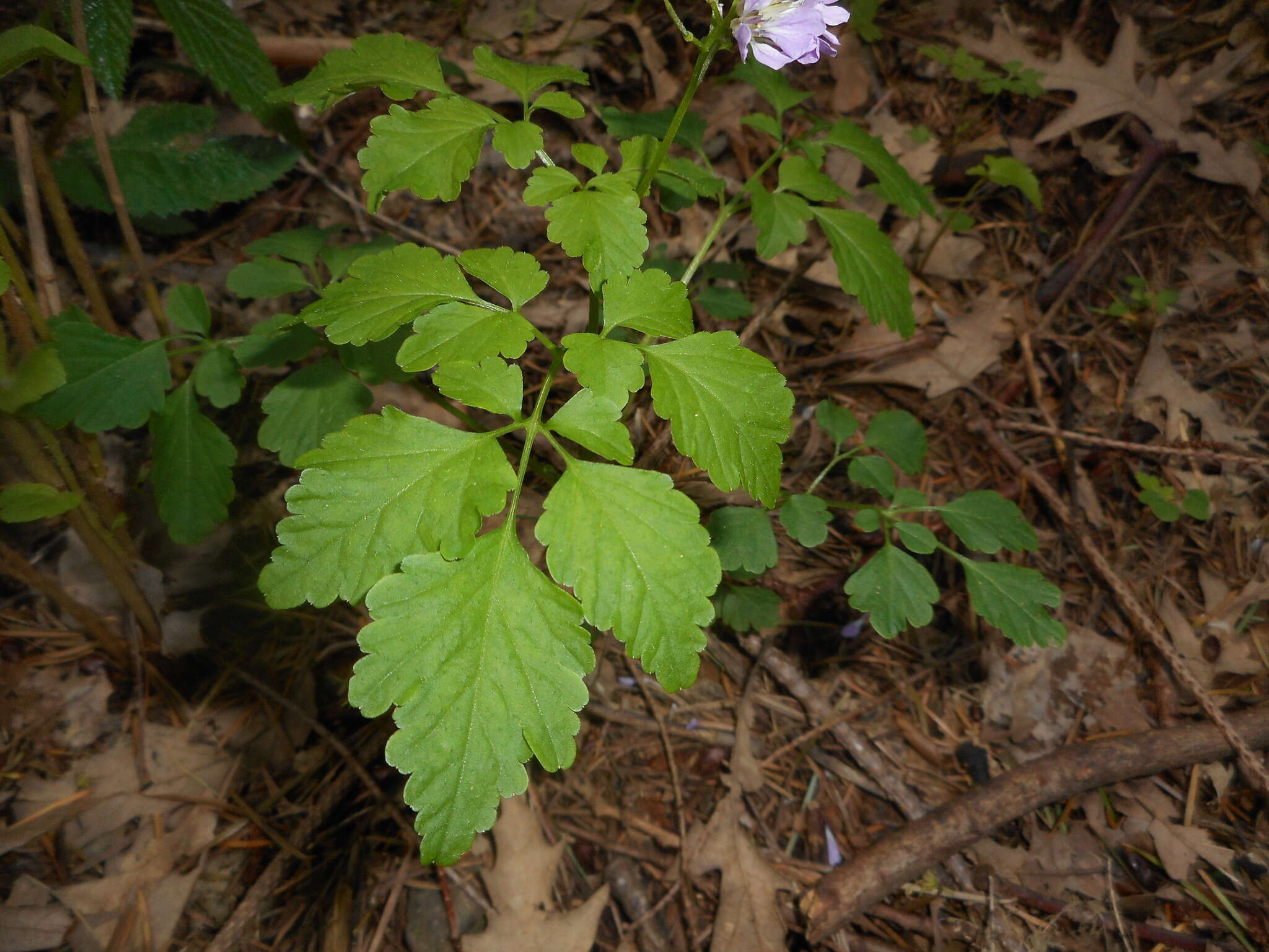 Plancia ëd Cardamine chelidonia L.