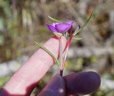 Imagem de Clarkia gracilis subsp. gracilis