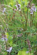 Image of Astragalus norvegicus Grauer