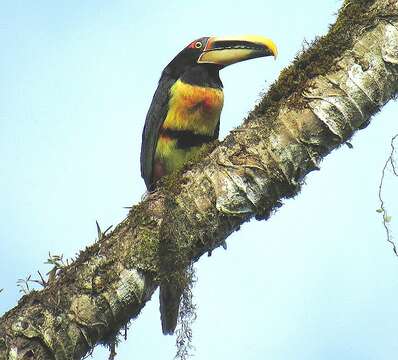 Plancia ëd <i>Pteroglossus torquatus erythropygius</i>