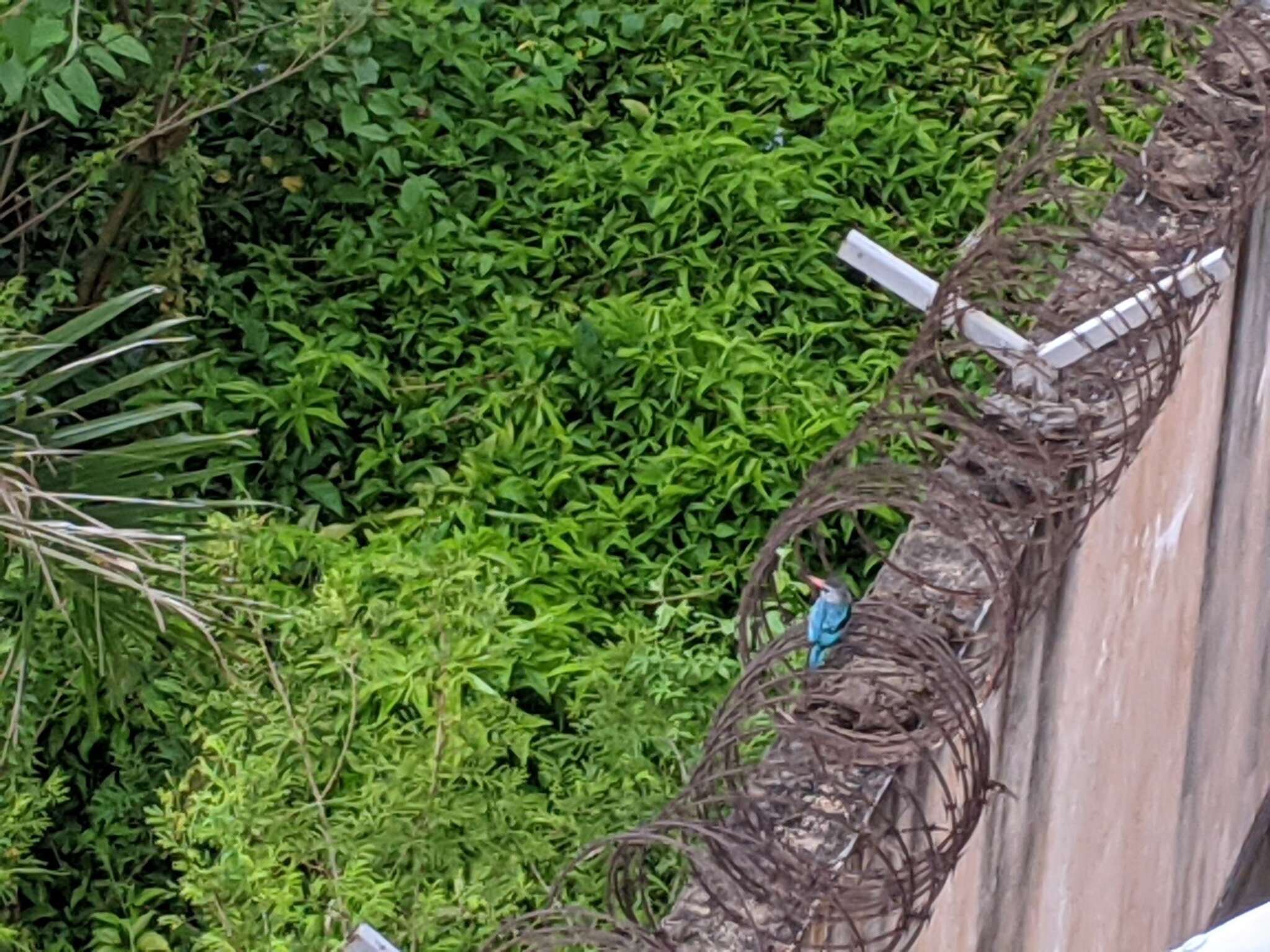 Image of Blue-breasted Kingfisher