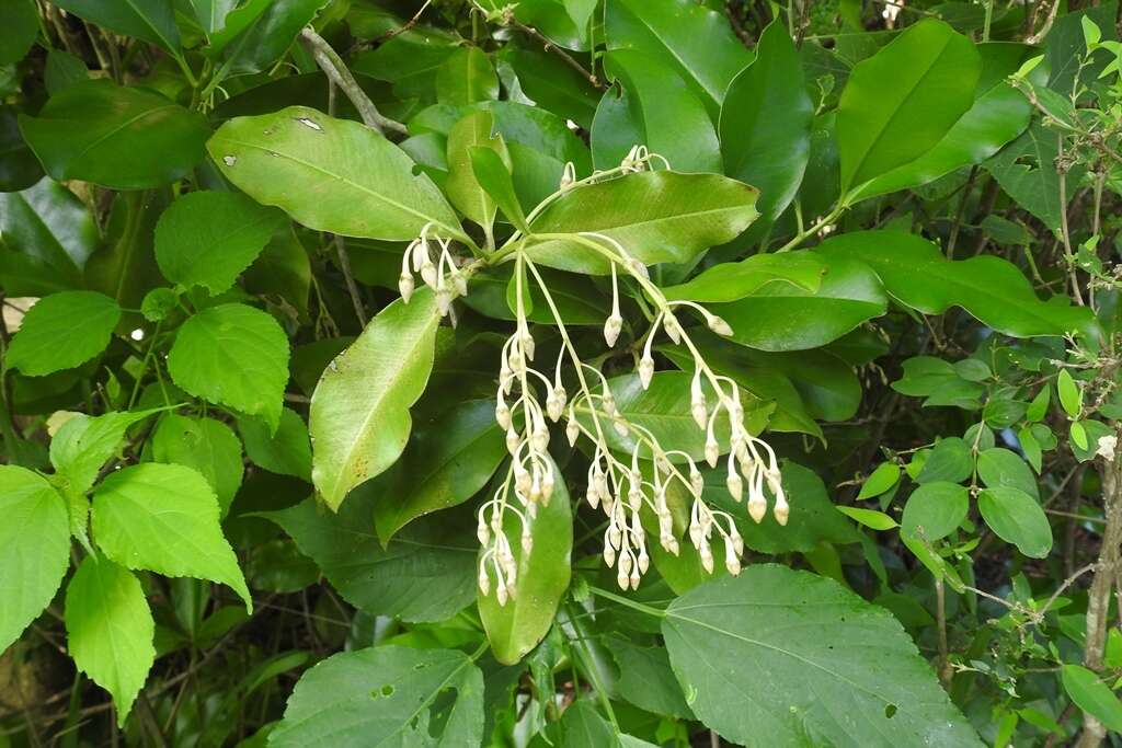 Image of Ardisia paschalis J. D. Smith