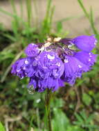 Слика од Primula amethystina subsp. argutidens (Franch.) W. W. Sm. & H. R. Fletcher