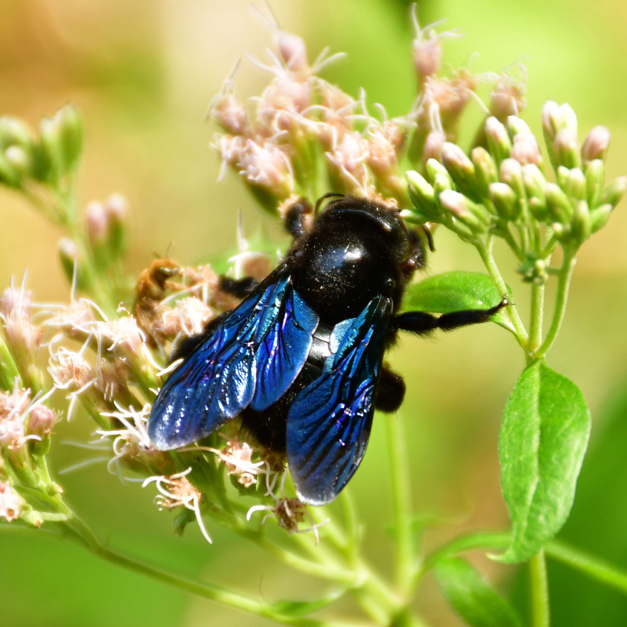 Plancia ëd Xylocopa valga Gerstäcker 1872