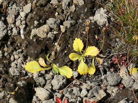 Primula cuneifolia Ledeb. resmi