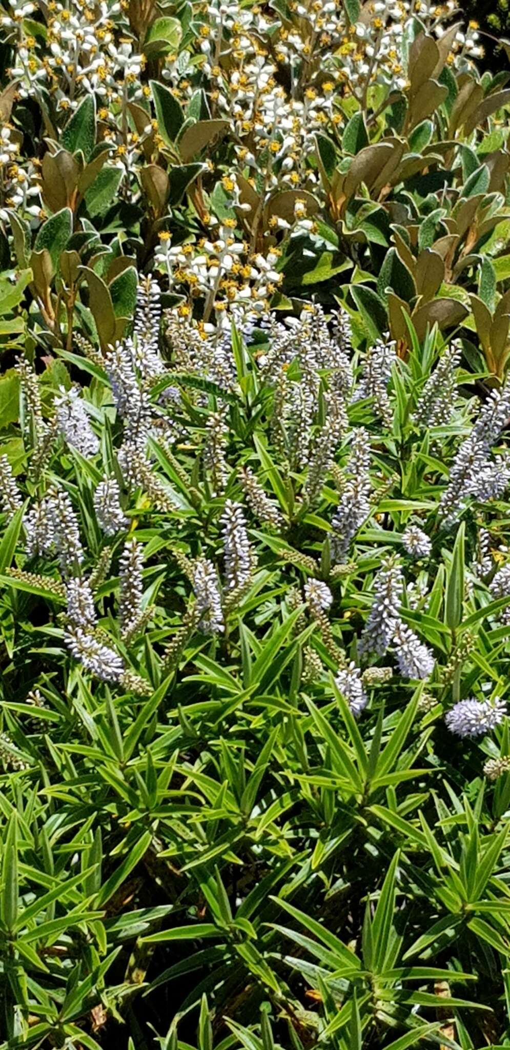 Image of Veronica stricta var. egmontiana (L. B. Moore) Garn.-Jones