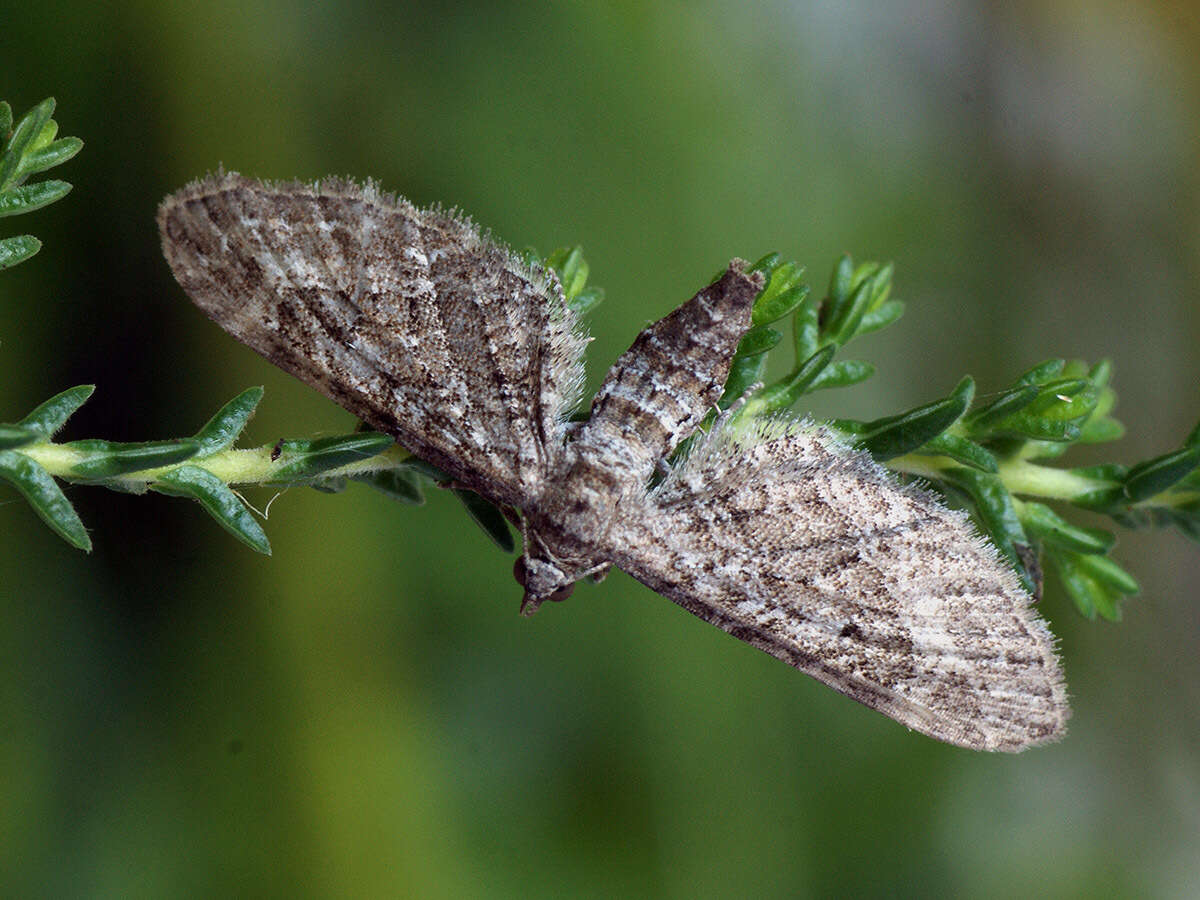 Plancia ëd Eupithecia nanata