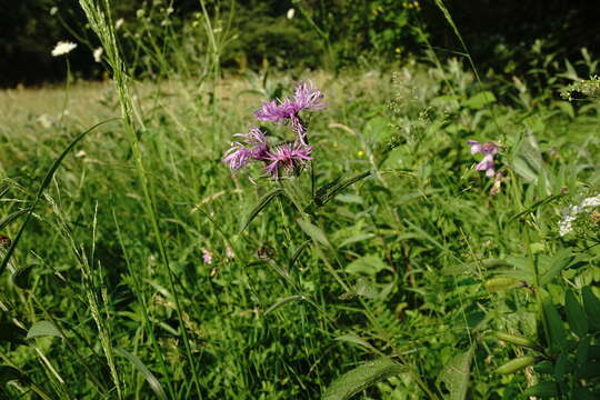 Plancia ëd Centaurea phrygia subsp. salicifolia (M. Bieb. ex Willd.) A. D. Mikheev