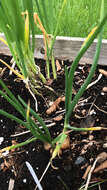 Image of garden onion